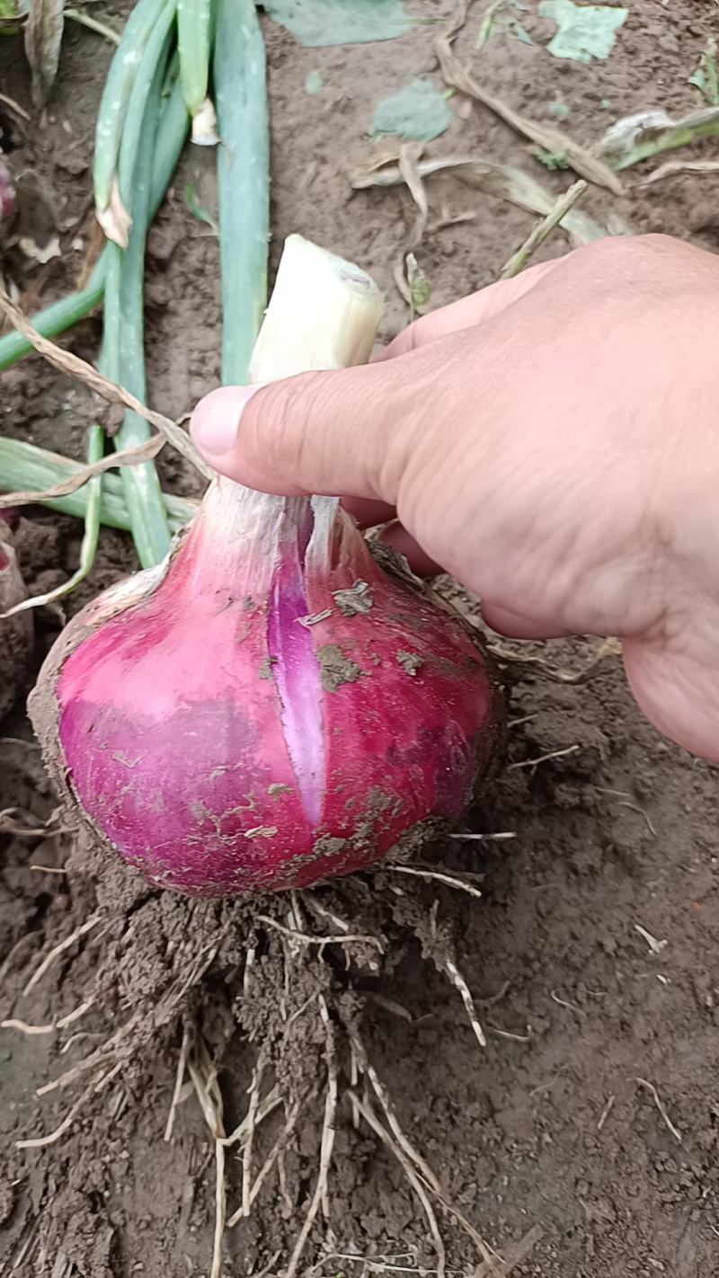 二红洋葱大量供应大量上市持续掉价中