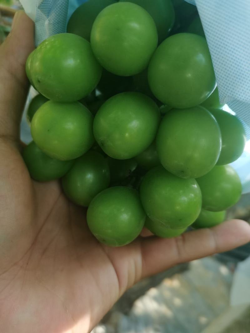 云南建水阳光玫瑰