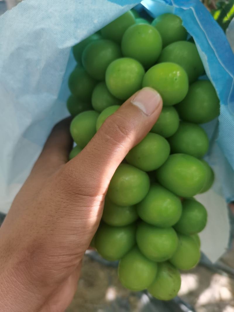 云南建水阳光玫瑰