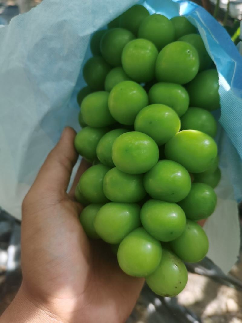 云南建水阳光玫瑰