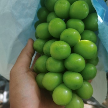 云南建水阳光玫瑰