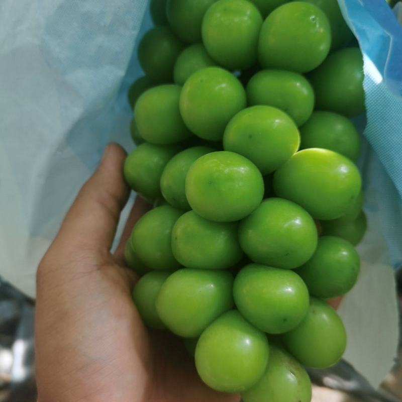 云南建水阳光玫瑰