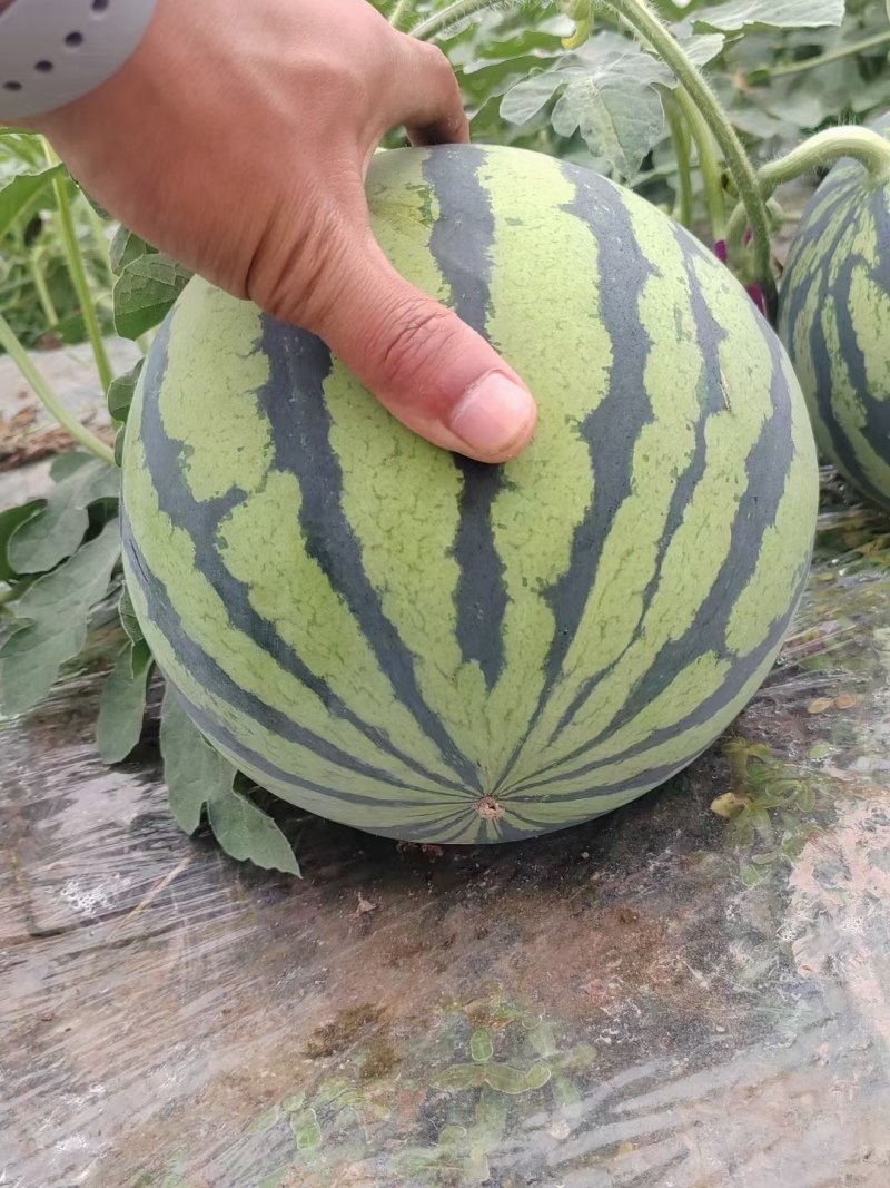 绵阳美都西瓜大量有货，六斤打底，可视频看货