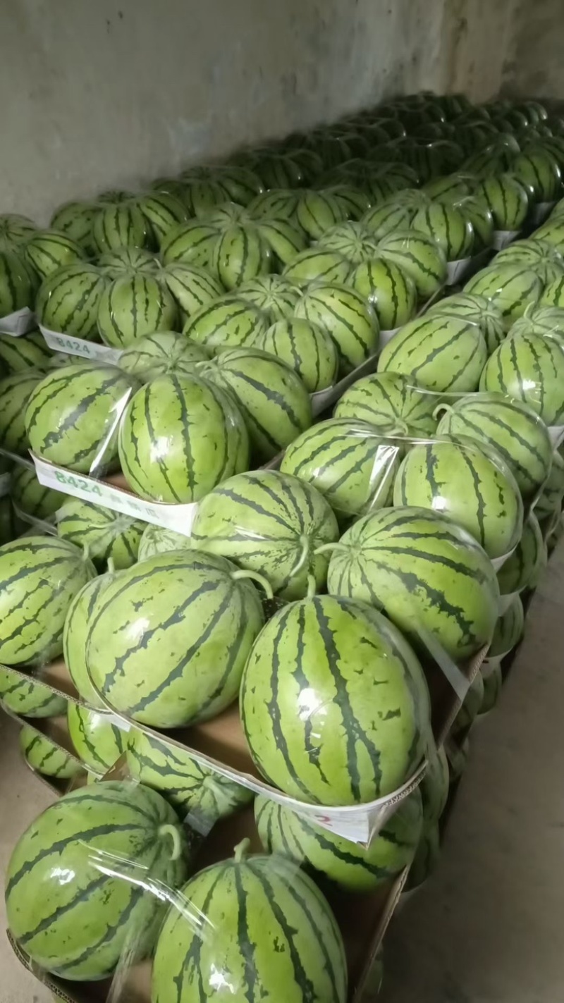 露天荆杂20麒麟瓜产地直销包熟包甜大量有货