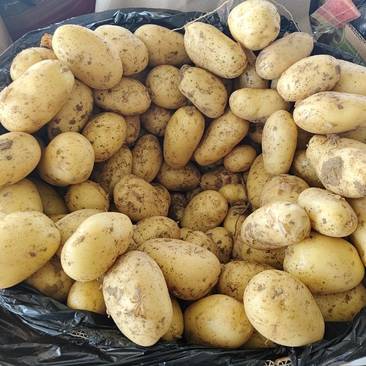现挖山东黄心电商土豆1.5-3.5两、2-4两、3两通天