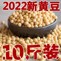 批发10斤20斤东北黄豆芽黄豆