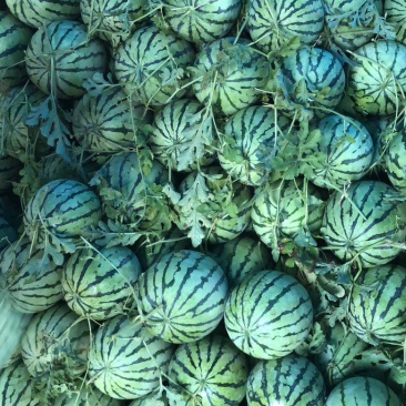 本地露天有籽荆杂20西瓜产地一手货源大量上市中