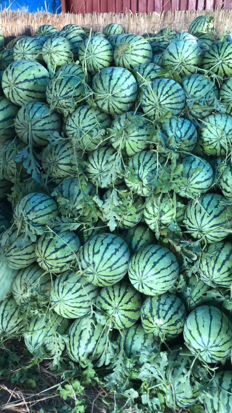 本地露天有籽荆杂20西瓜产地一手货源大量上市中