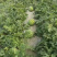 本地露天有籽荆杂20西瓜产地一手货源大量上市中