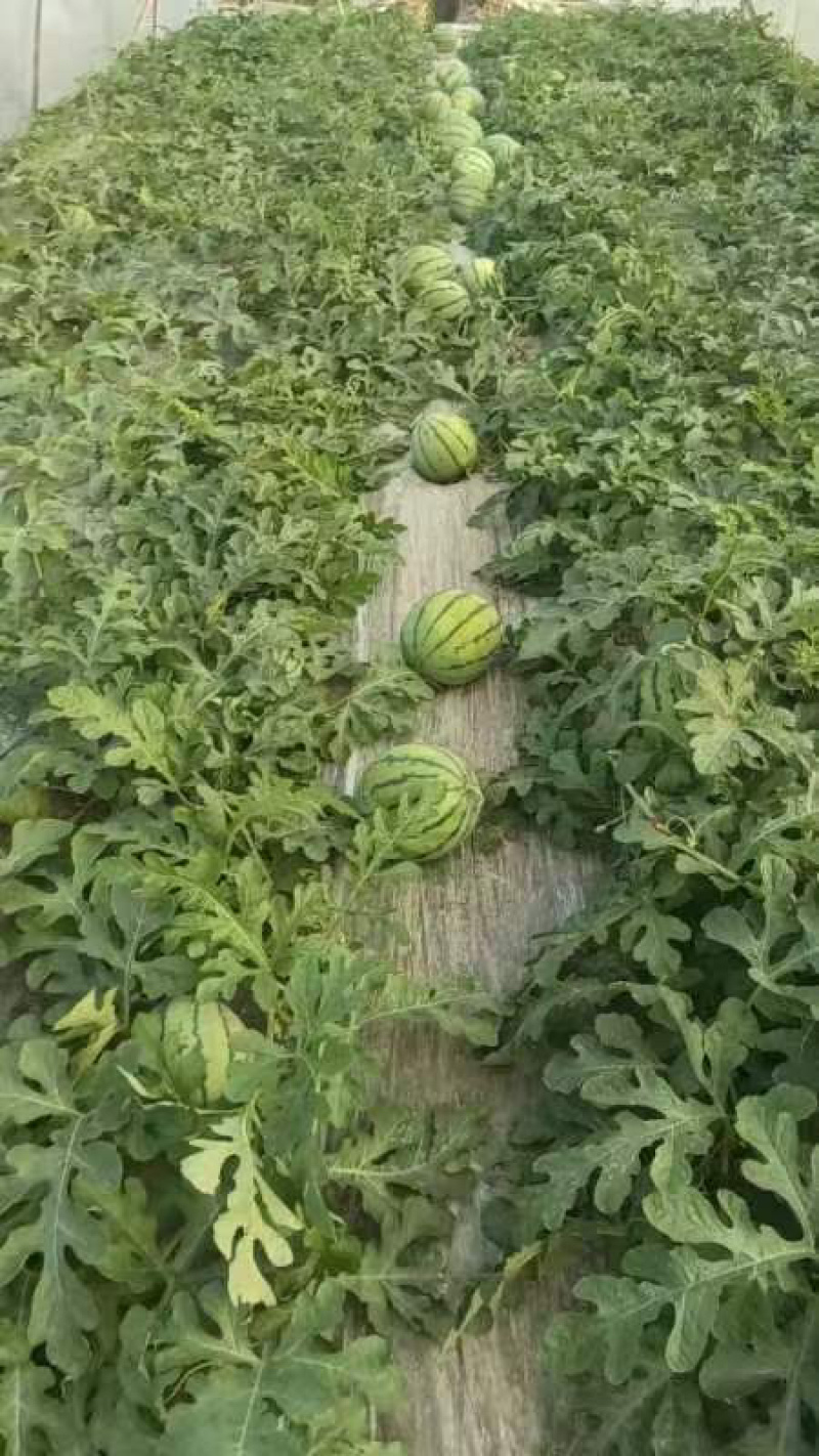 本地露天有籽荆杂20西瓜产地一手货源大量上市中