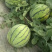 本地露天有籽荆杂20西瓜产地一手货源大量上市中