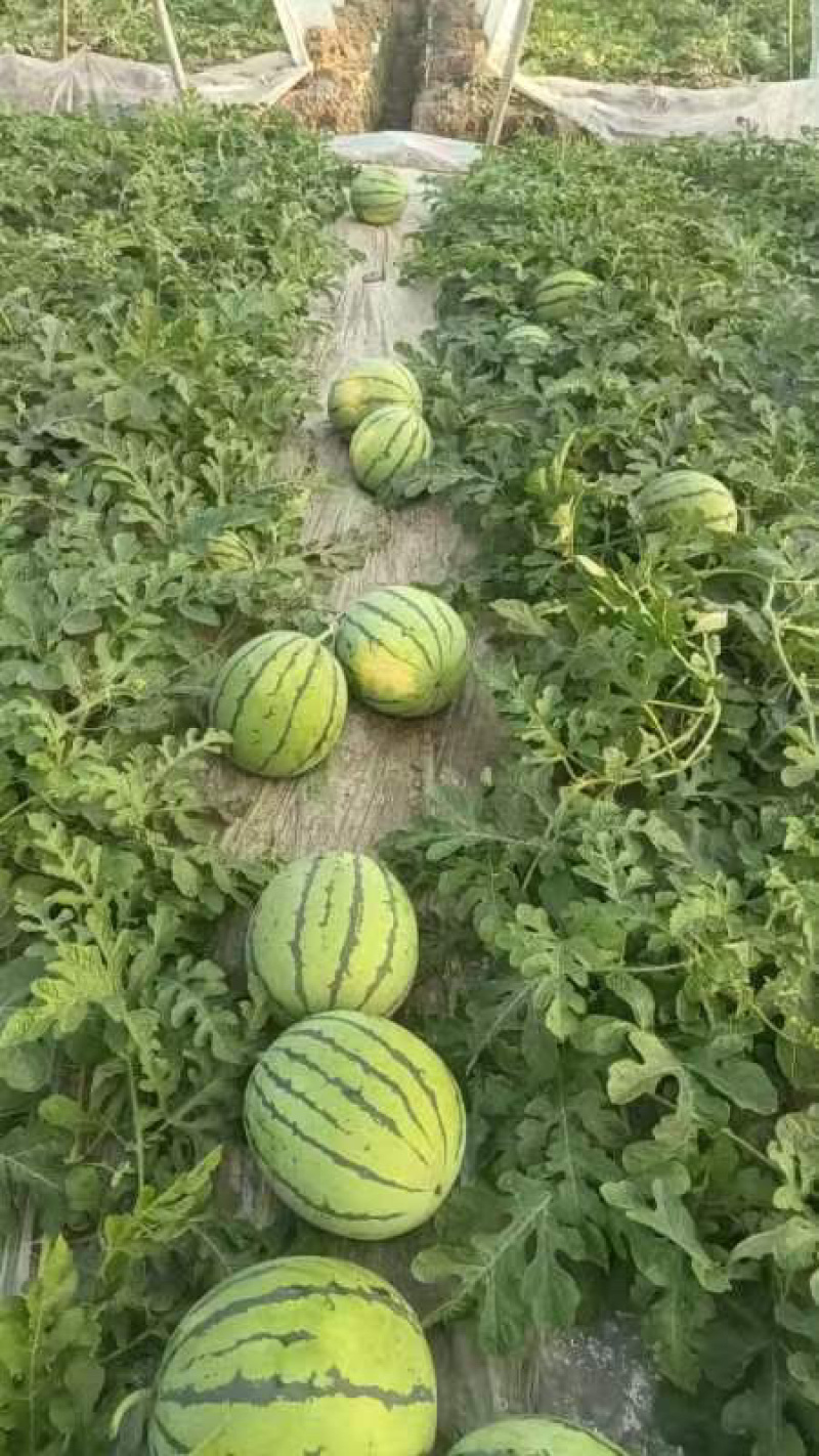 本地露天有籽荆杂20西瓜产地一手货源大量上市中