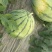 本地露天有籽荆杂20西瓜产地一手货源大量上市中