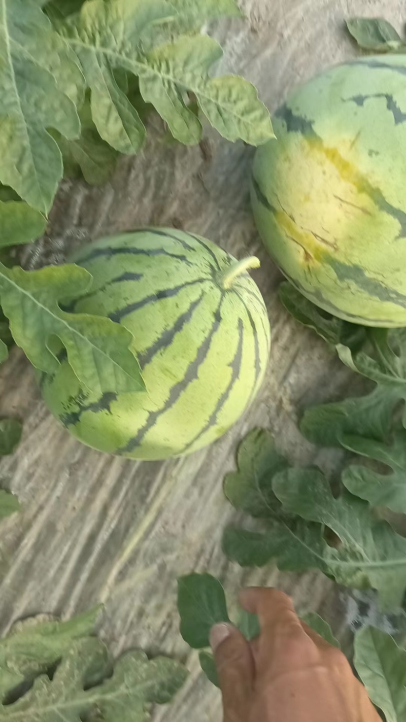 本地露天有籽荆杂20西瓜产地一手货源大量上市中