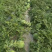 本地露天有籽荆杂20西瓜产地一手货源大量上市中