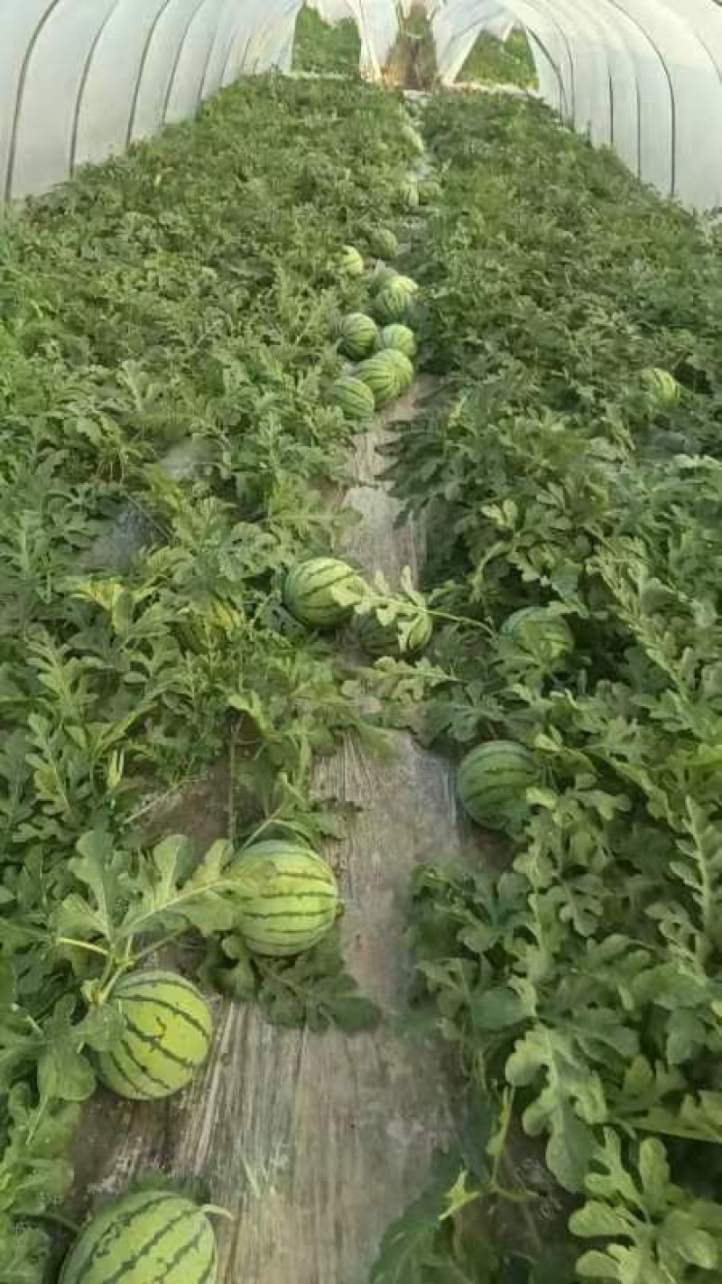 本地露天有籽荆杂20西瓜产地一手货源大量上市中