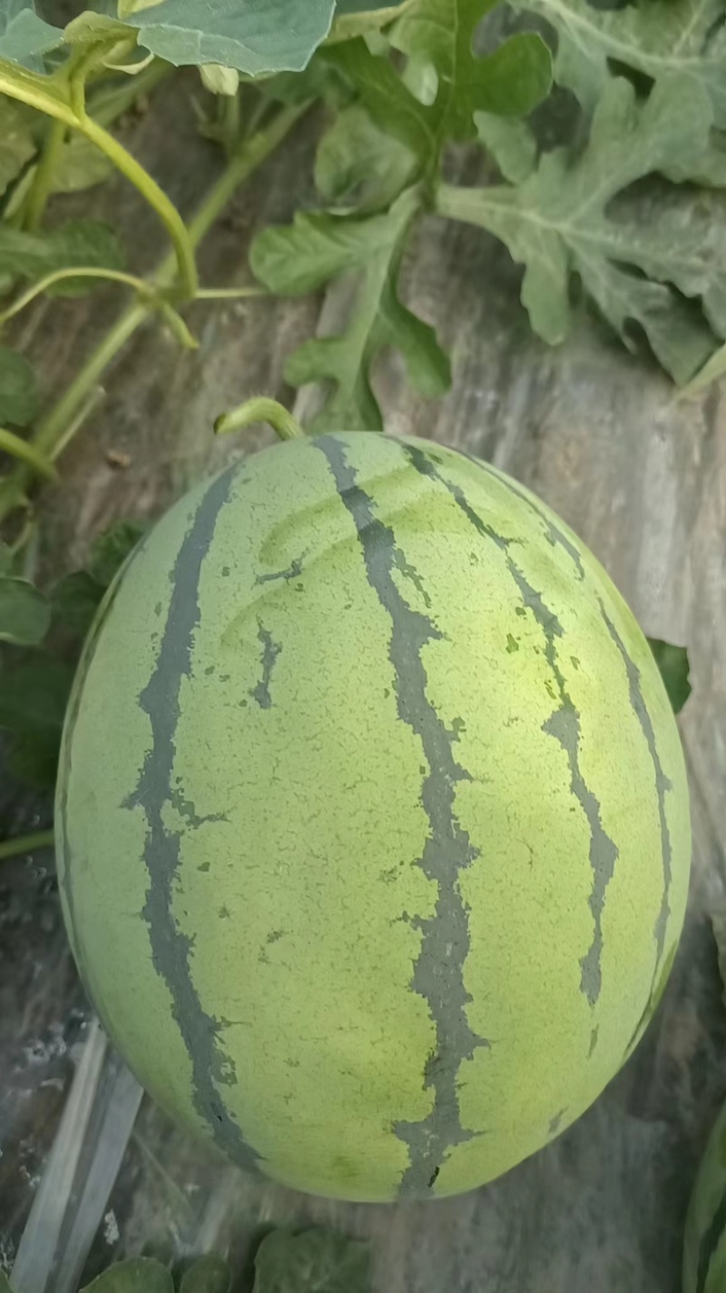 本地露天有籽荆杂20西瓜产地一手货源大量上市中