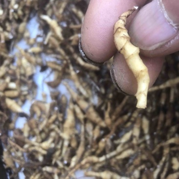 菖蒲