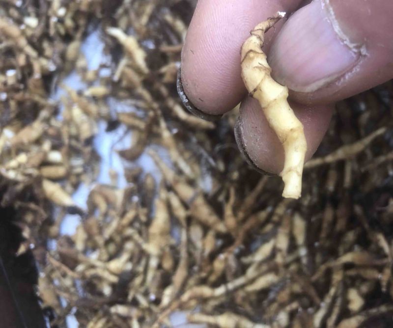 菖蒲