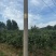 泰安万亩辽伏苹果四五天后开始大量上市需要的客户早早联系