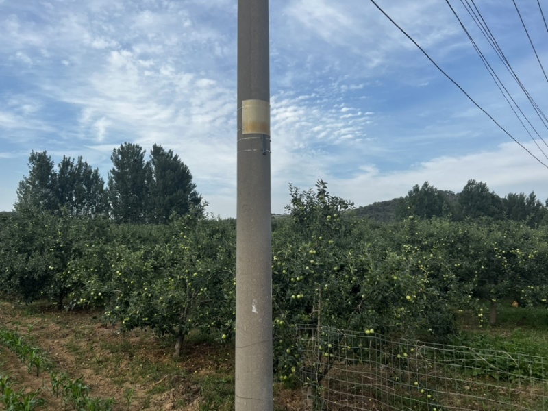 泰安万亩辽伏苹果四五天后开始大量上市需要的客户早早联系