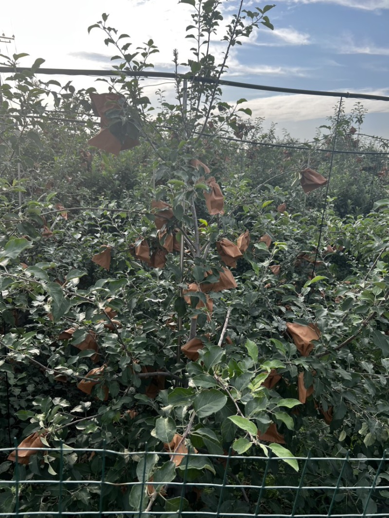 泰安万亩辽伏苹果四五天后开始大量上市需要的客户早早联系