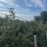 泰安万亩辽伏苹果四五天后开始大量上市需要的客户早早联系