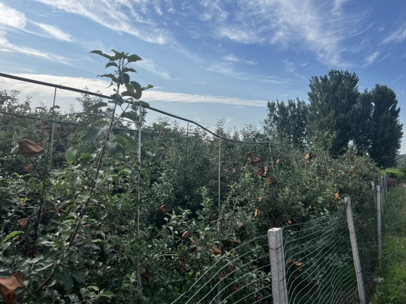 泰安万亩辽伏苹果四五天后开始大量上市需要的客户早早联系