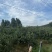 泰安万亩辽伏苹果四五天后开始大量上市需要的客户早早联系