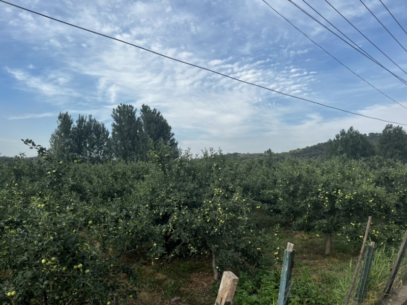 泰安万亩辽伏苹果四五天后开始大量上市需要的客户早早联系