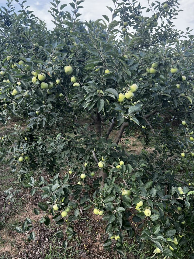 泰安万亩辽伏苹果四五天后开始大量上市需要的客户早早联系