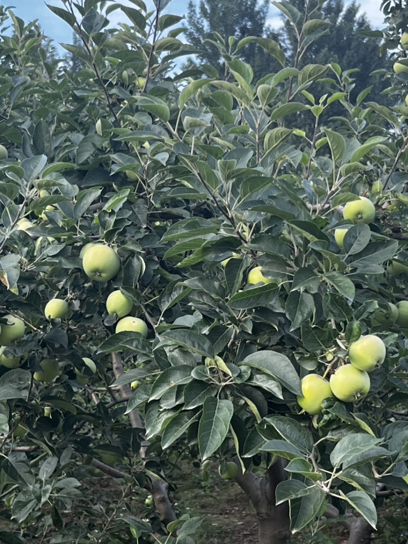 泰安万亩辽伏苹果四五天后开始大量上市需要的客户早早联系