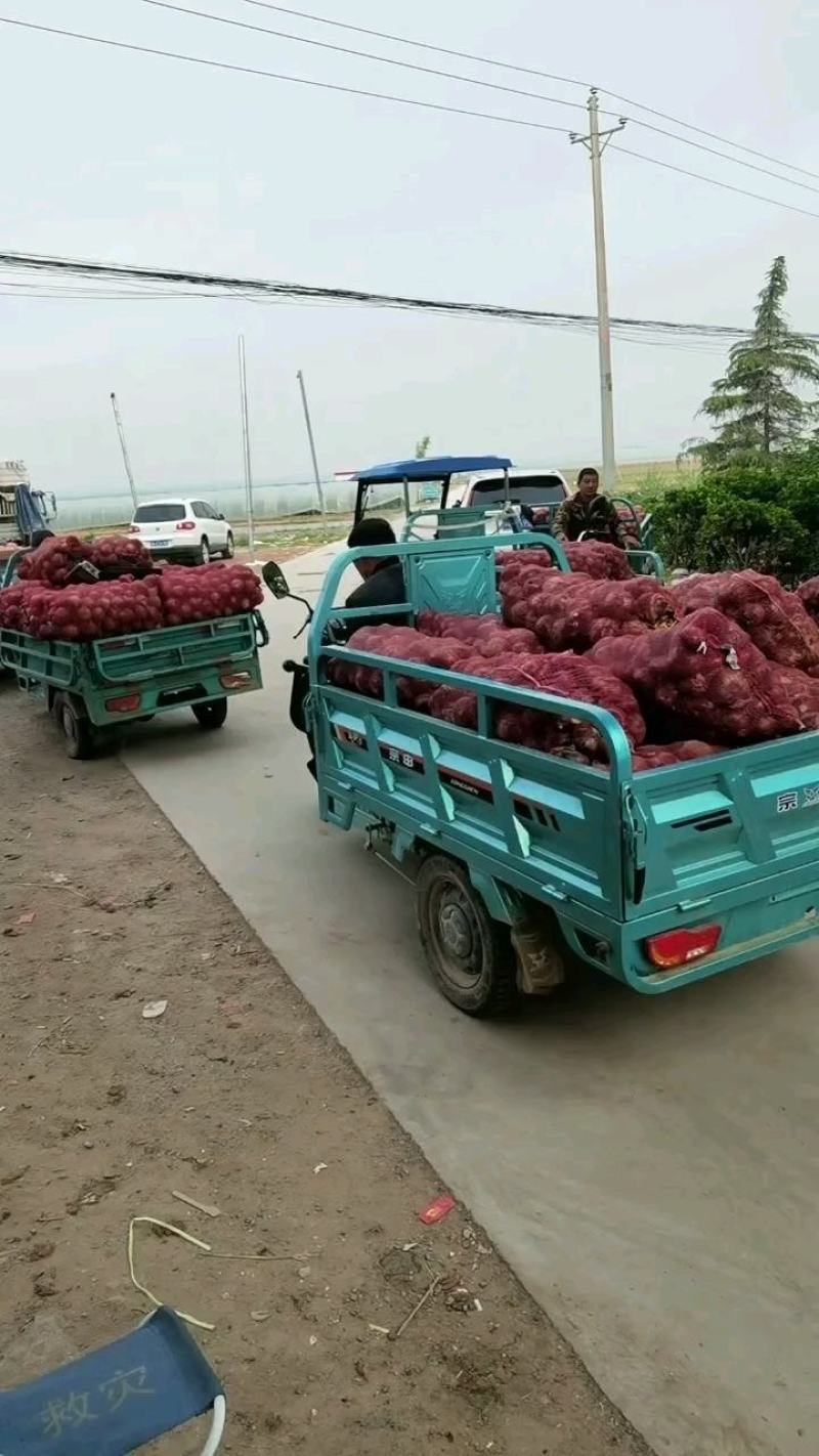 【推荐】河南精品紫皮洋葱大量现货！产地直发！商超直供！