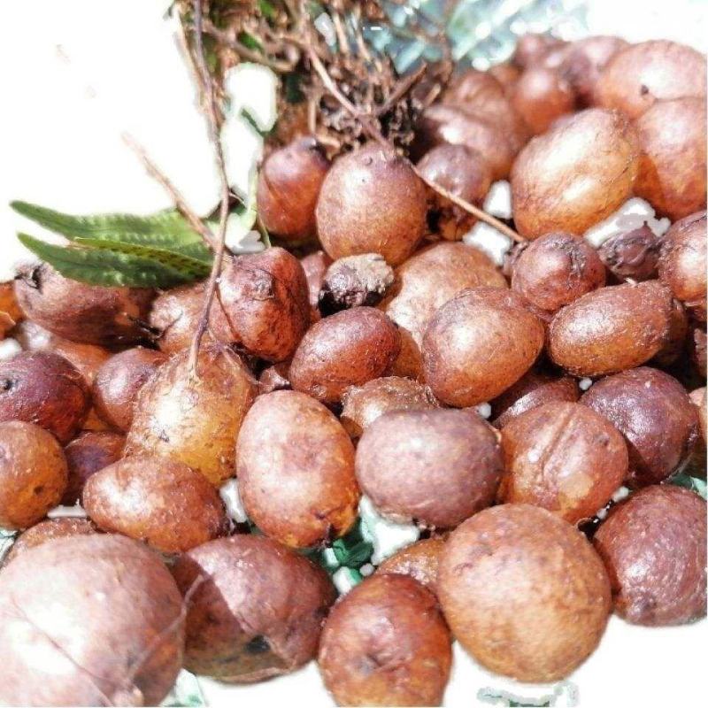 贵州石黄皮肾结果化狗儿