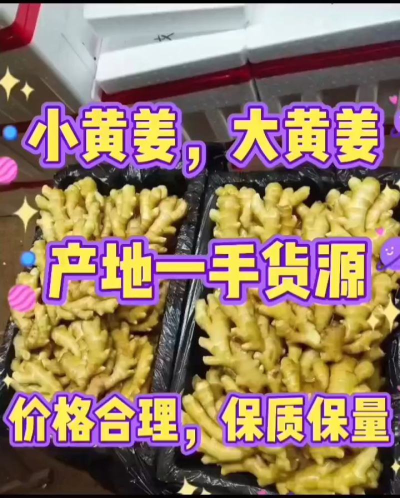 山东优质大黄姜产地大量现货，颜色蜡黄，块头均匀，随到随装