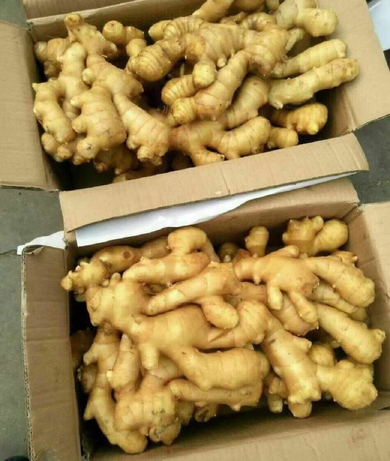 山东优质大黄姜产地大量现货，颜色蜡黄，块头均匀，随到随装