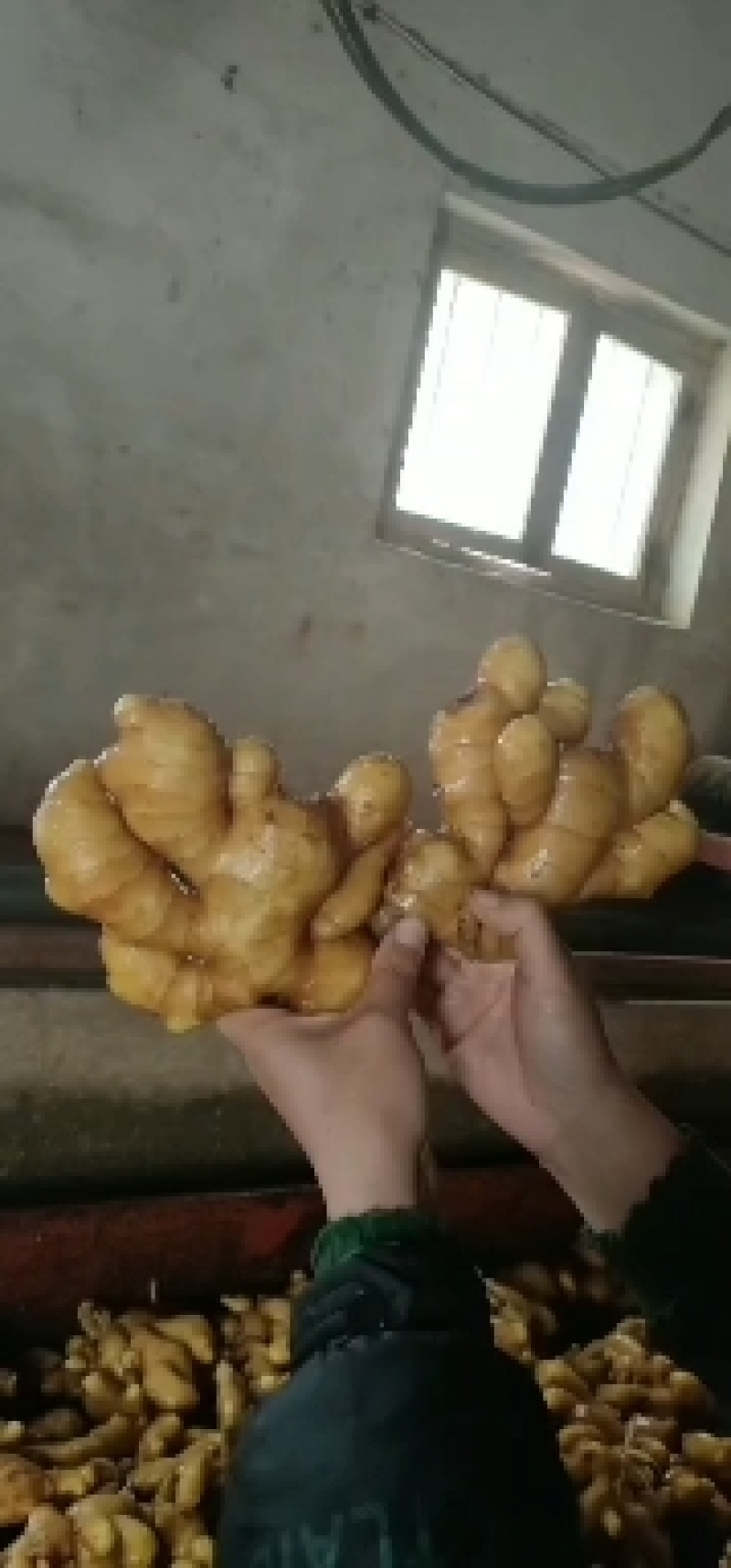 山东优质大黄姜产地大量现货，颜色蜡黄，块头均匀，随到随装