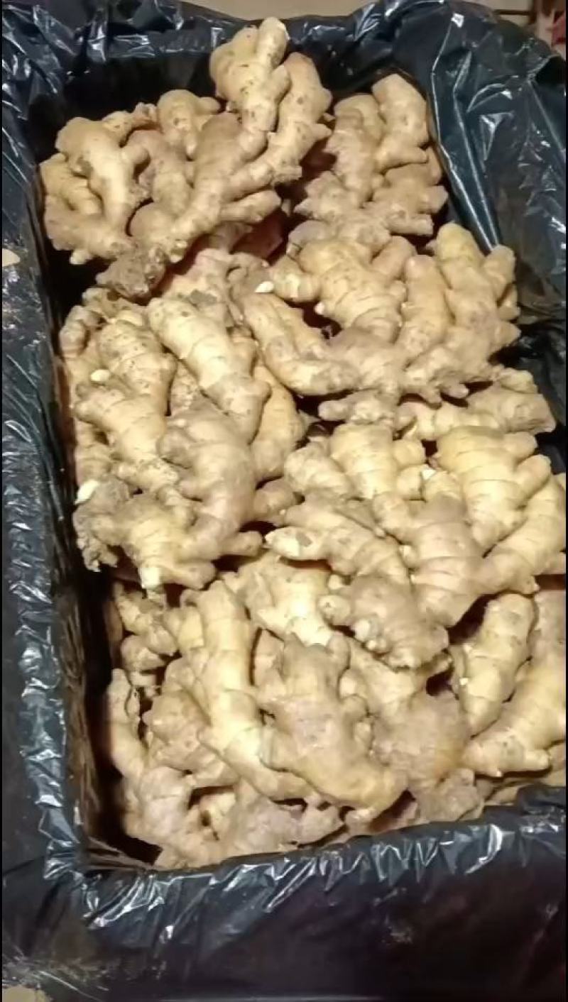 山东优质大黄姜产地大量现货，颜色蜡黄，块头均匀，随到随装