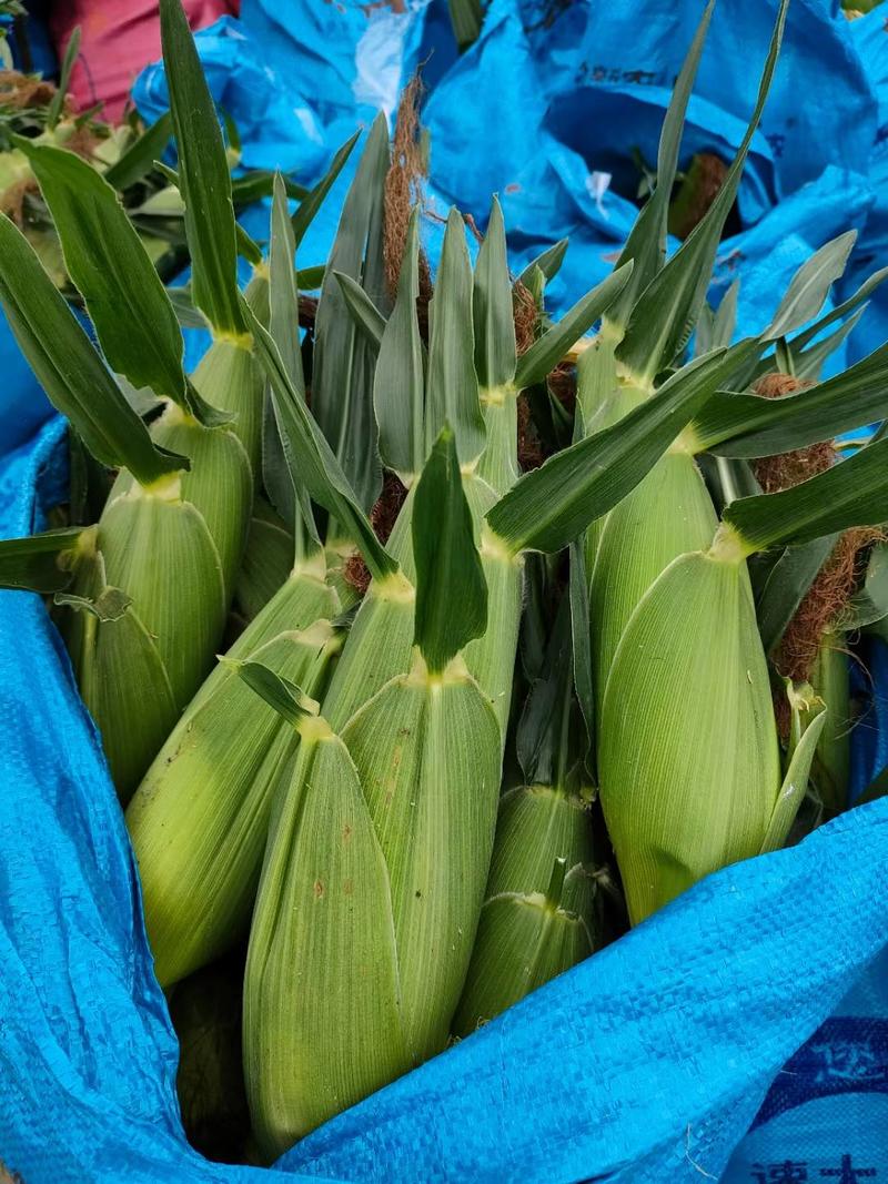 【主推】泰系太阳花广良甜27号甜玉米种子，青苞大个产量高