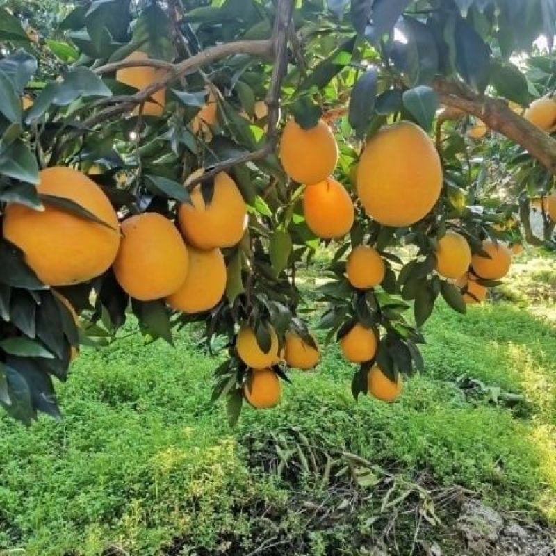 [当季新鲜夏橙]湖北脐橙橙子夏橙各种规格欢迎来电采购