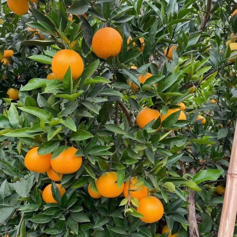 [当季新鲜夏橙]湖北脐橙橙子夏橙各种规格欢迎来电采购