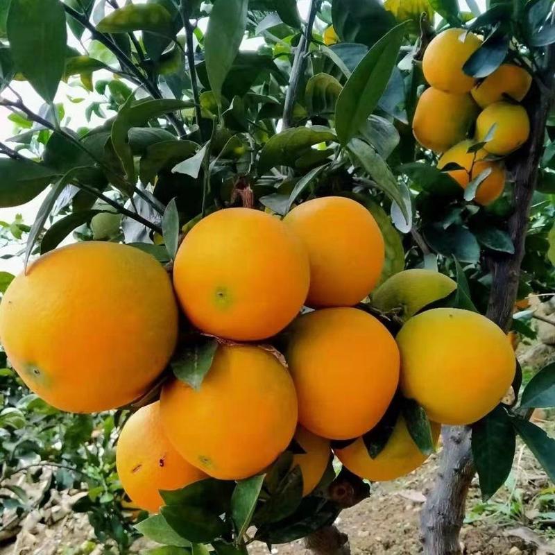 [当季新鲜上市]夏橙夏橙湖北脐橙橙子大量上市欢迎来电采购