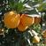 [当季新鲜上市]夏橙夏橙湖北脐橙橙子大量上市欢迎来电采购