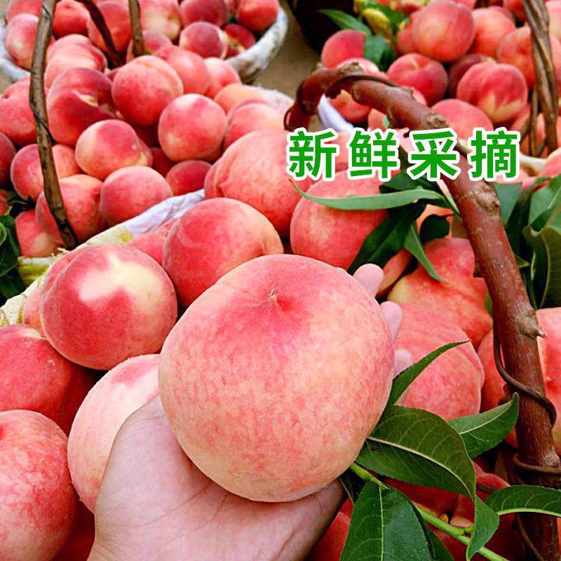 [当季热卖毛桃]突围桃美佳春雪蜜桃各种规格欢迎来电