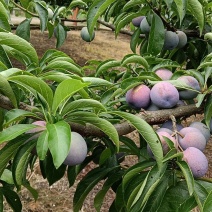 正宗四川《五月脆》电商货，各平台，及一件