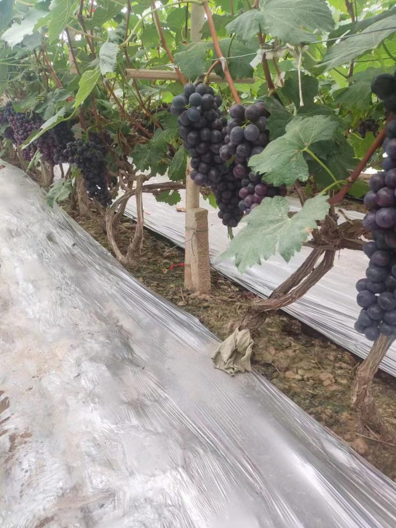 大棚莆萄，夏黑，腾红莆萄，维多利亚