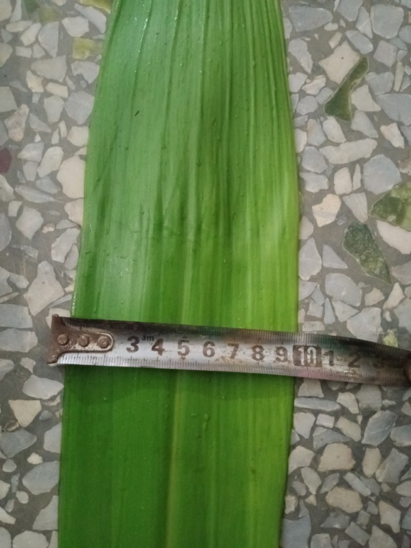 广东野生粽子叶，天然绿色，自带清香，叶大够长，无污渍