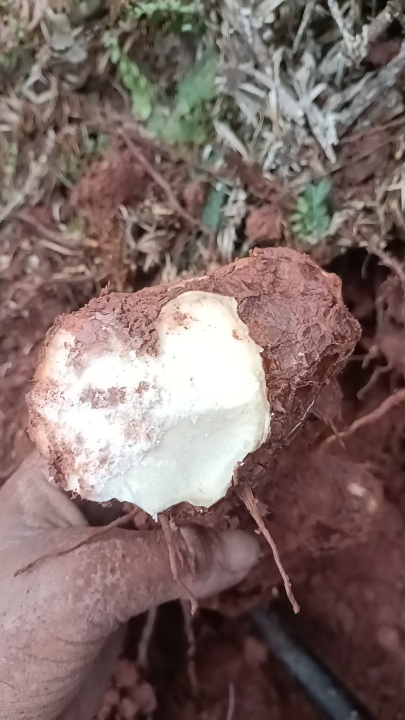 野生新鲜白肉土茯苓