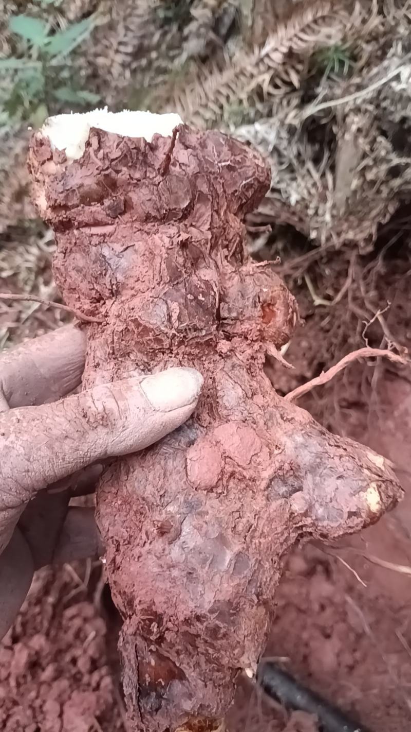 野生新鲜白肉土茯苓