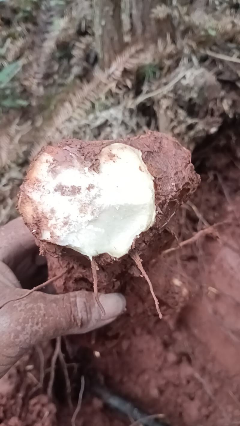 野生新鲜白肉土茯苓